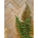 Groenevaren frond met delicate bladeren tegenover Zelliges Alhambra Bejmat Café au Lait